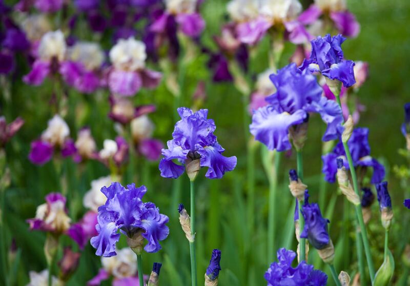 galleries/2011/05/03/top-selling-flowers/top-selling-flowers---iris_tosfox