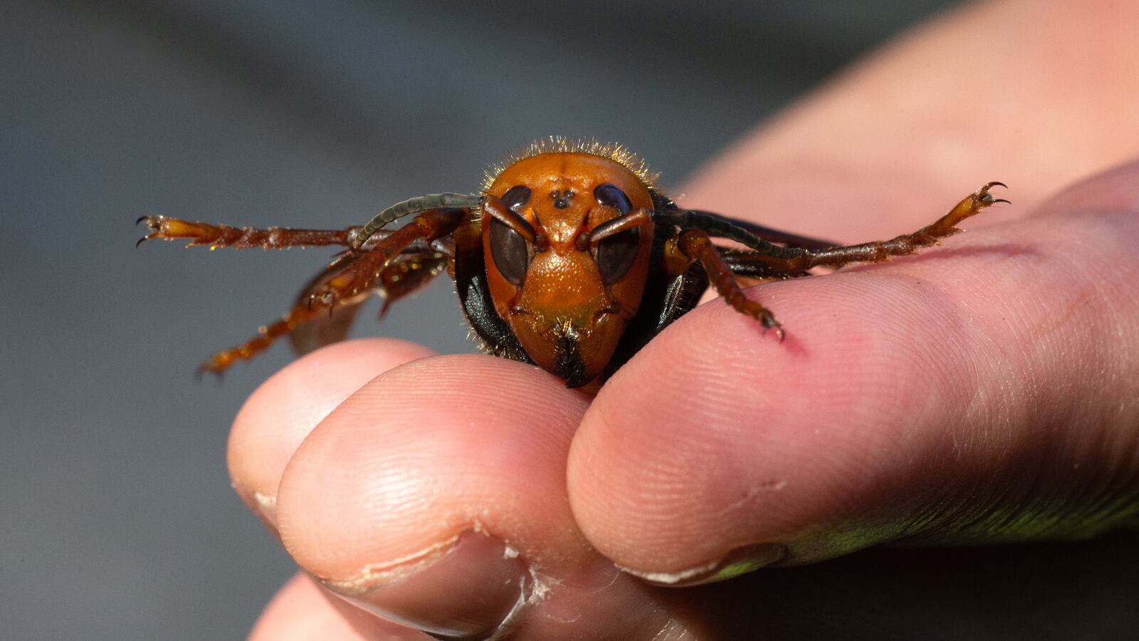 GettyImages-1227833157_k70hgk