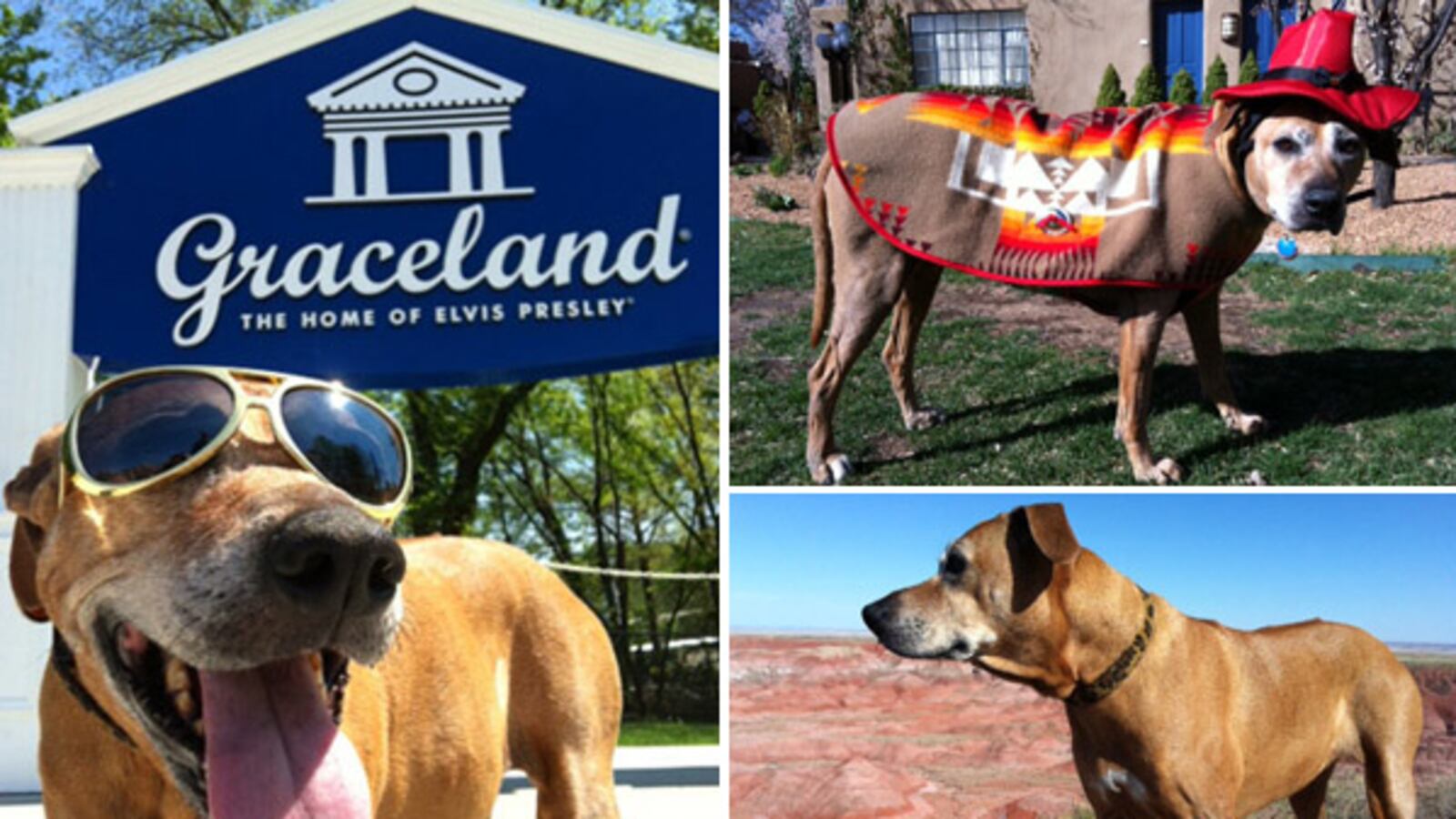 galleries/2012/04/13/samantha-the-dogs-spring-break-trip-to-graceland-doggiewood-and-more-photos/spring-break-tease_mwxvx1