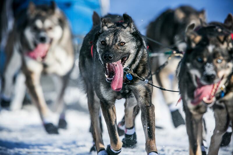 galleries/2014/03/06/gather-the-dogs-it-s-time-to-mush-iditarod-in-full-swing-photos/140306-iditarod-race8_hnzjii