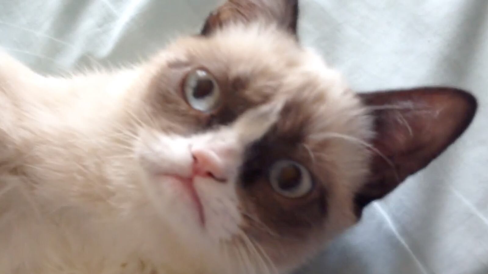 cheats/2013/07/27/so-long-cat-allergies/130530-vid-grumpy-cat-tease_wzxuhx