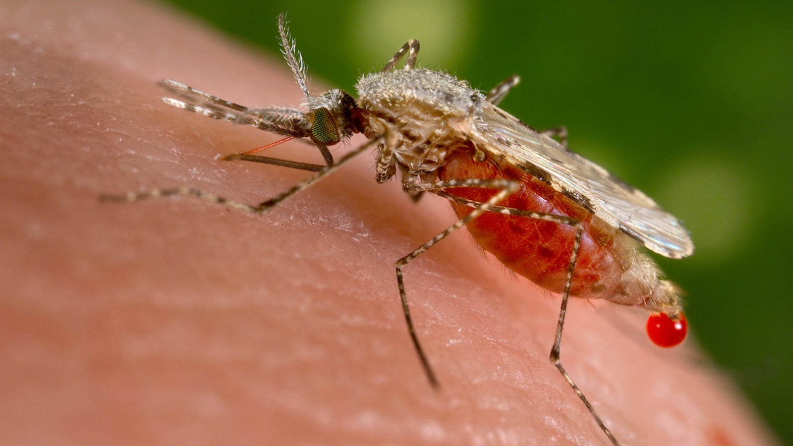 An Anopheles stephensi mosquito obtains a blood meal from a human host