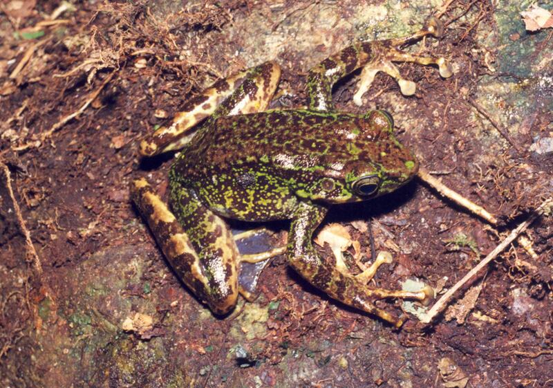 galleries/2010/10/06/new-species-discovered/new-species-mekong-5_b2m7qt