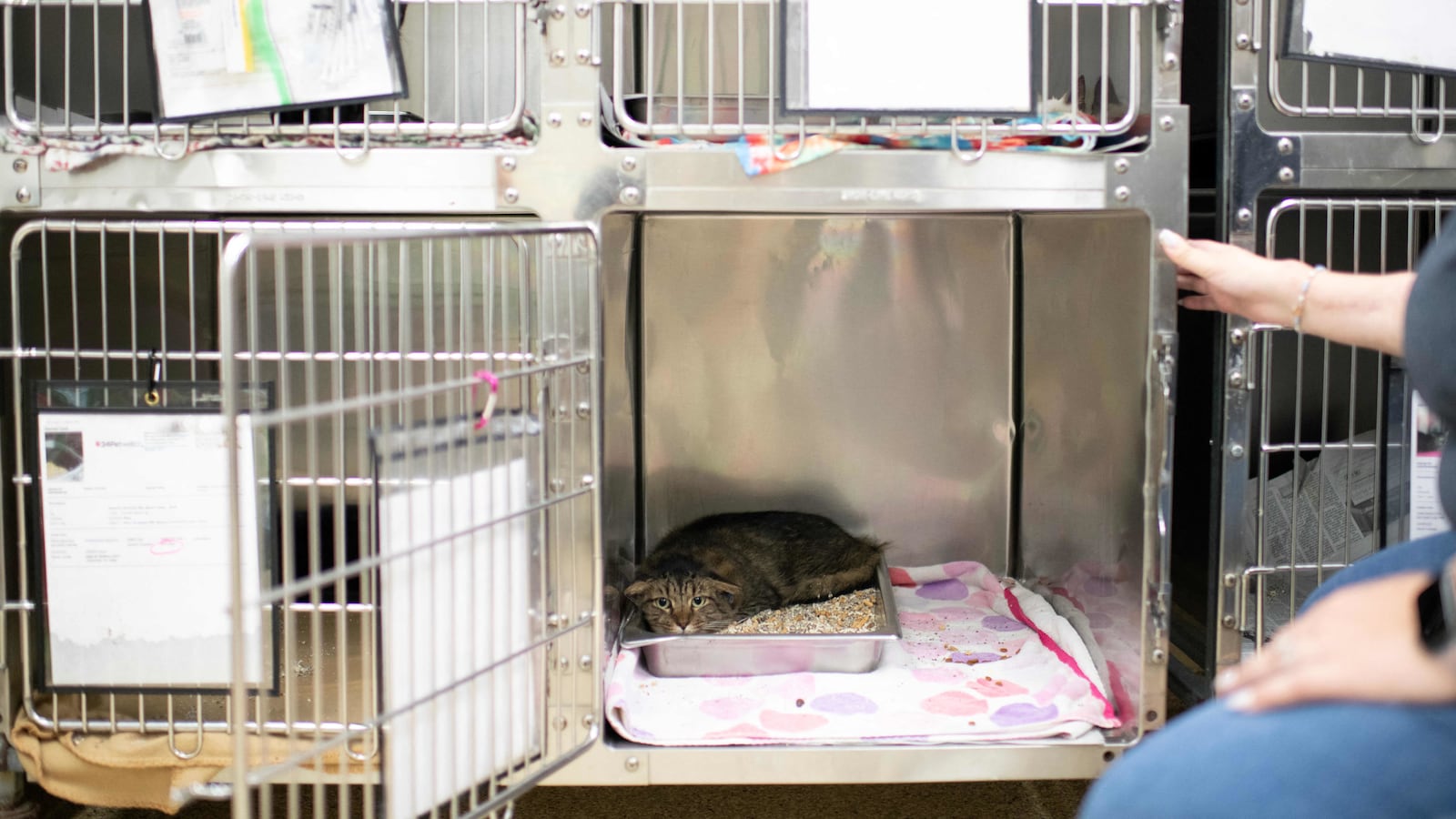 The director of an animal rescue was accused of cat abuse in New York City