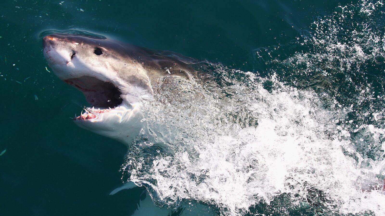 GettyImages-102802547_rhuczk