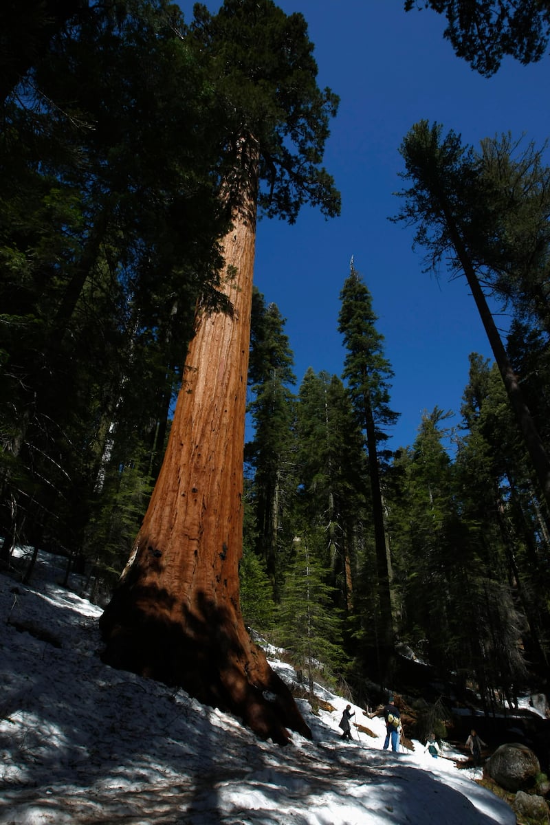 Hikers walk past a giant sequoia tree at Mariposa Grove in Yosemite National Park. The developer’s property is just five miles from the grove.