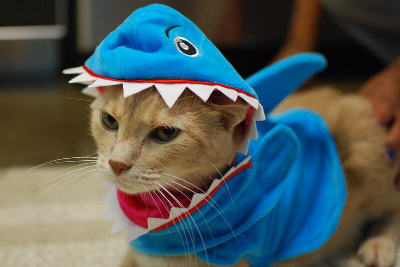 galleries/2011/10/25/cats-in-halloween-costumes-photos/cats-in-costume-2011-2_kurjbc