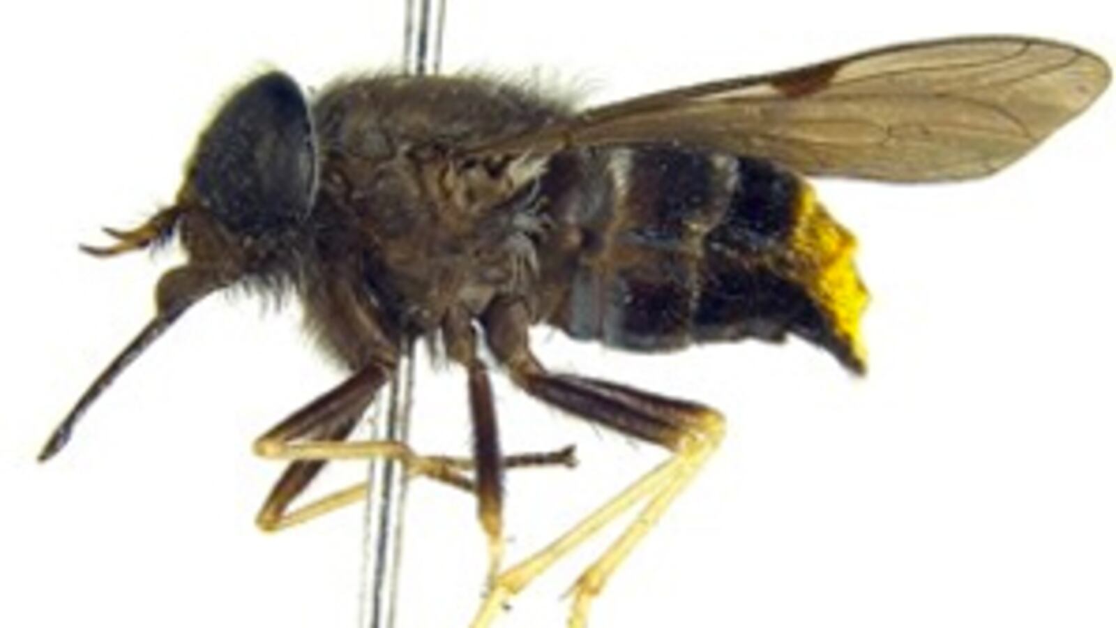 cheats/2012/01/16/new-horse-fly-named-after-beyonc/beyonce-horse-fly-cs_fkiimj