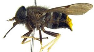 cheats/2012/01/16/new-horse-fly-named-after-beyonc/beyonce-horse-fly-cs_fkiimj