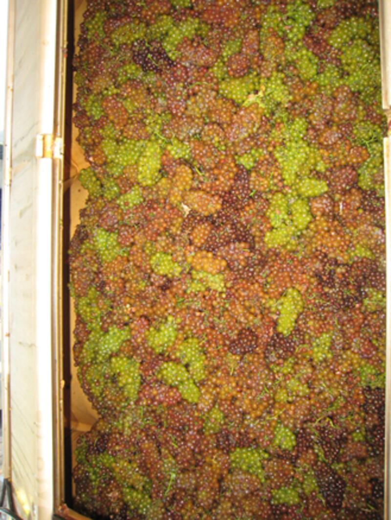 galleries/2010/10/14/annual-harvest-at-channing-daughters-winery/menin-wine-harvest-6_fxoejk