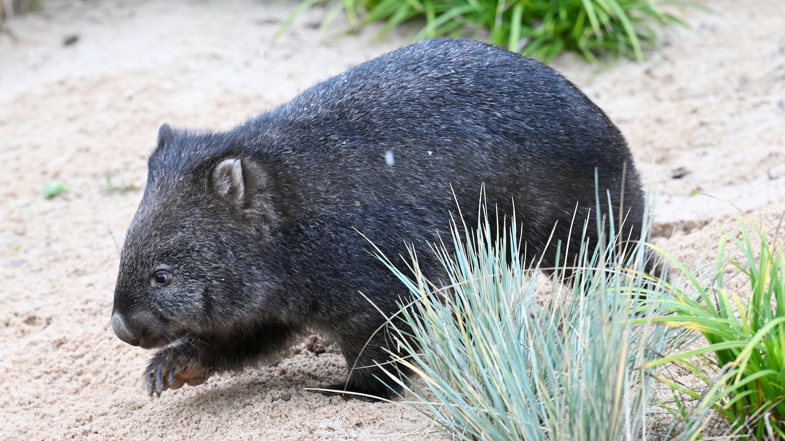 Wombats are a protected species in Australia.