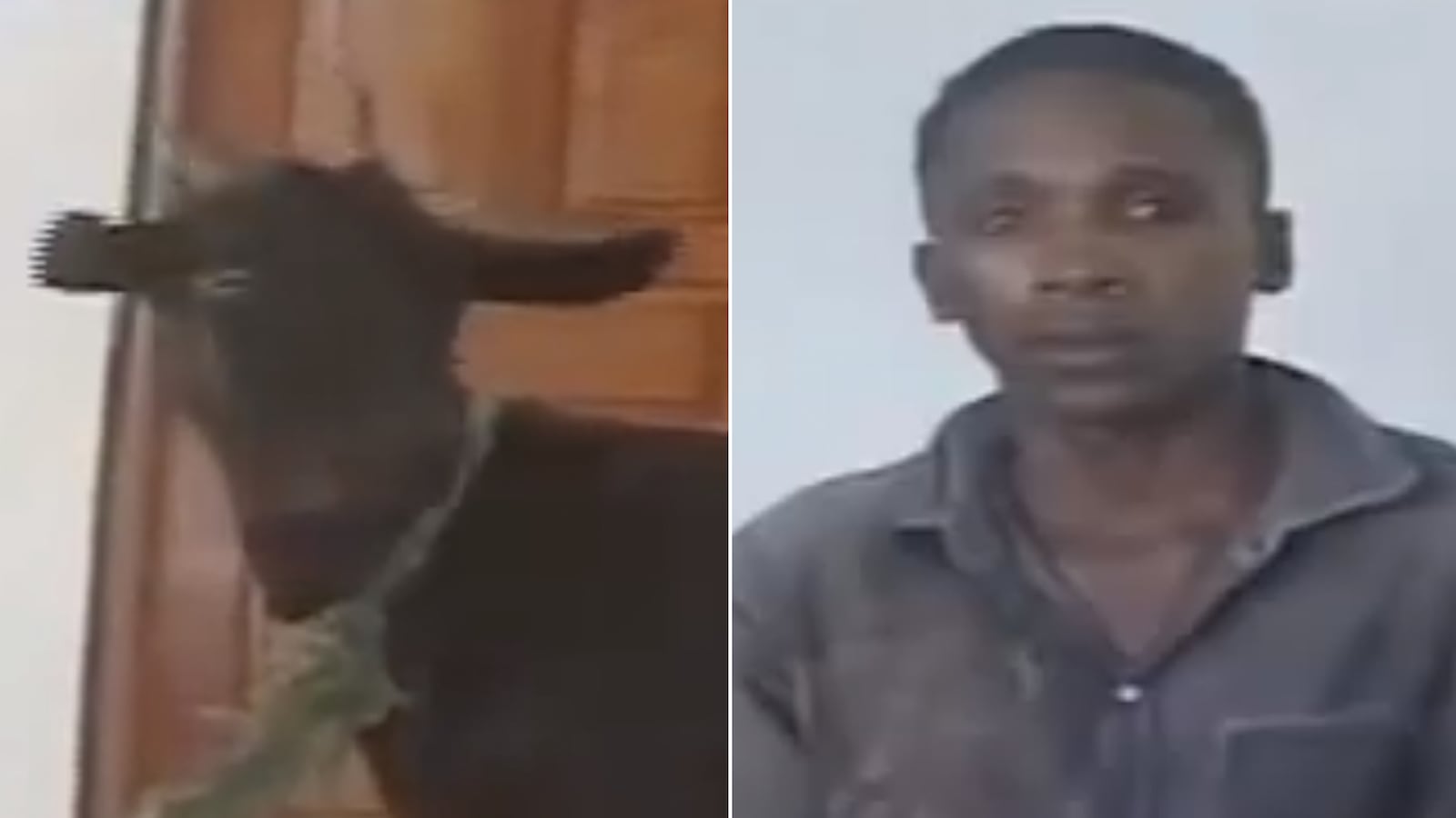 cheats/2013/12/06/man-faces-goat-he-had-sex-with/131205-man-goat-weird_oo5lvs