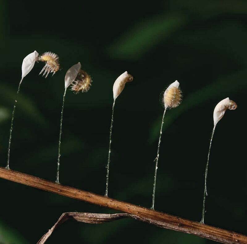 galleries/2015/10/25/scenes-from-nature-s-cruelest-puberty-rupert-soskin-s-metamorphosis/151006-metamorphosis-01_diifuu