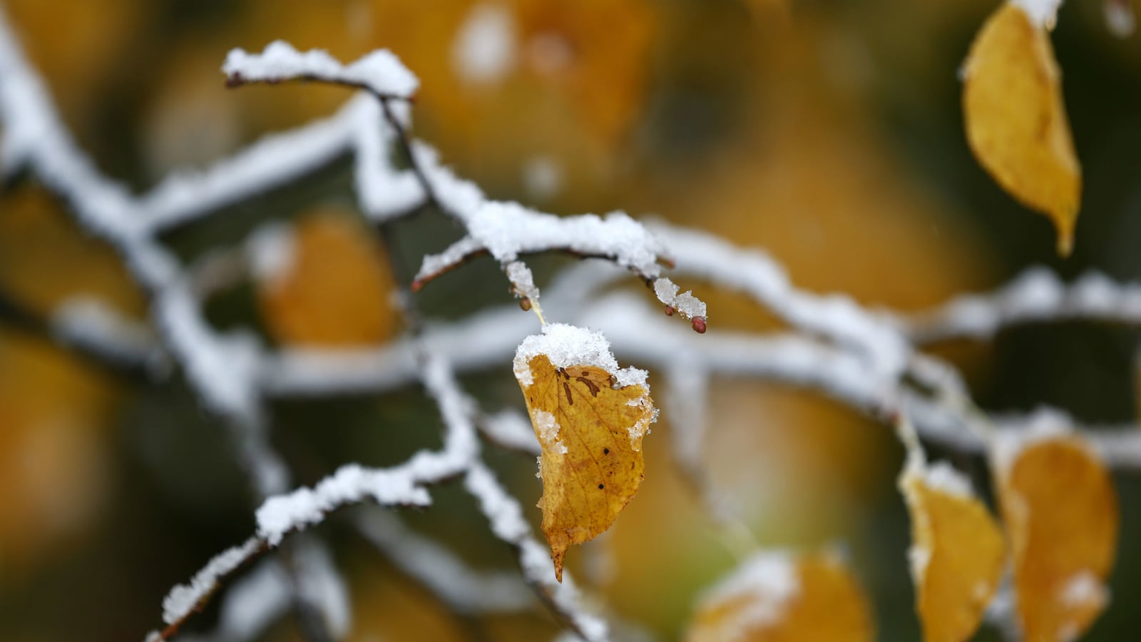 cheats/2015/10/15/cold-snap-headed-for-eastern-u-s/151015-snow-cheat_ks6go5