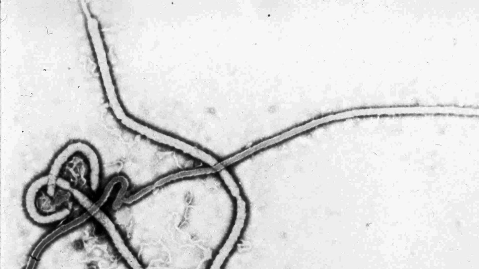 cheats/2012/07/30/ebola-spreads-in-uganda/ebola-vaccine-developed-cheat_jlewvc