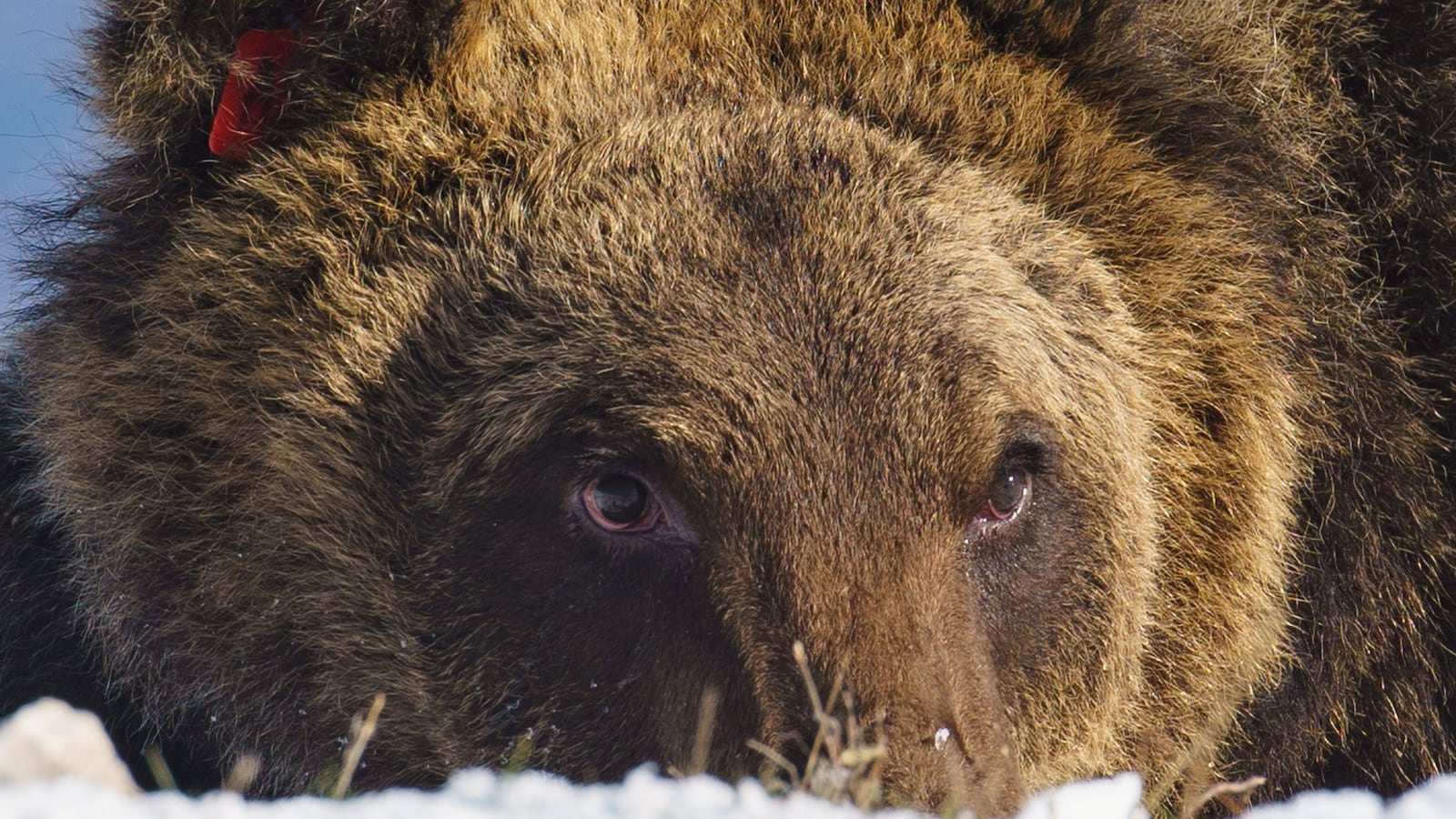 2023-01-24T114815Z_463897050_RC2N9R94WZVM_RTRMADP_3_ITALY-BEAR_ihw8ff