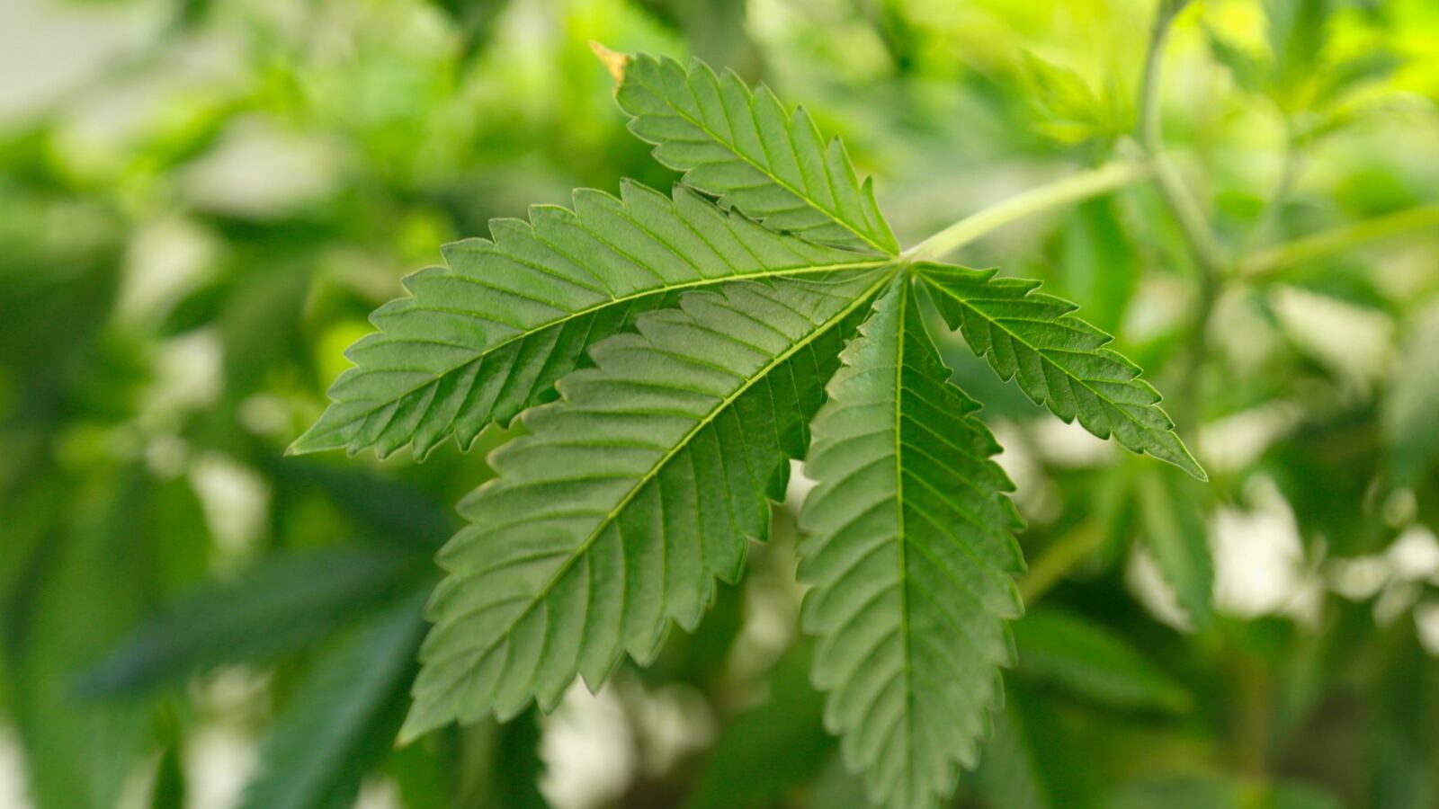 cheats/2016/11/08/florida-legalizes-medical-marijuana/160723-pot-water-co-cheat_k1bvjg