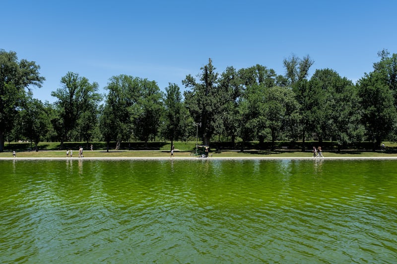 Algae in the Lincoln Memorial Reflecting Pool