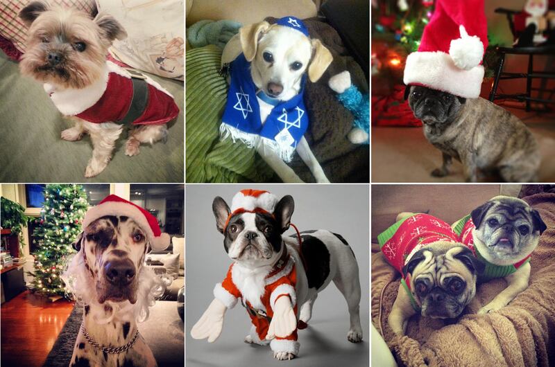 galleries/2012/12/25/santa-paws-dogs-get-dressed-in-the-holiday-spirit/christmas-dog_tease_gh21cm