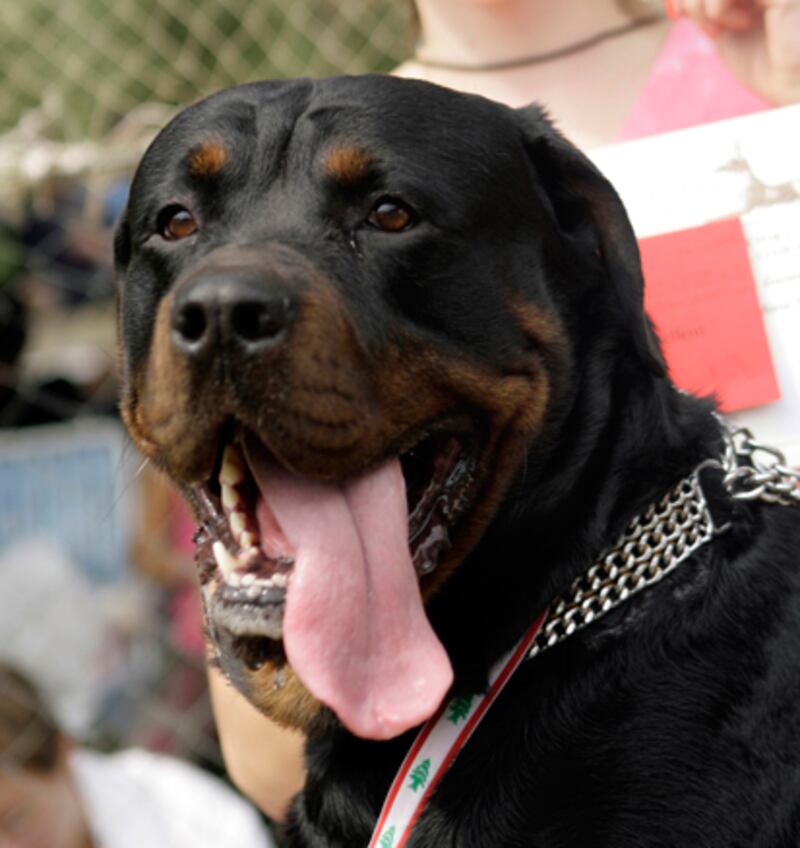 galleries/2010/10/29/dangerous-dogs/dangerous-dogs---rottweiler_ufzwli