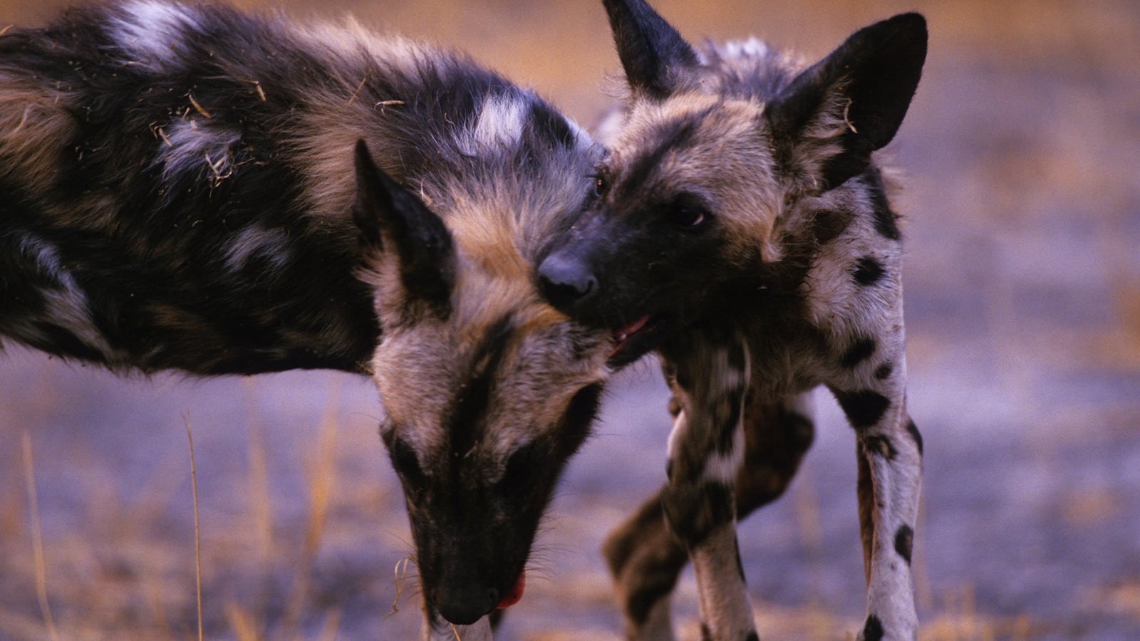 GettyImages-453335216_pphy6h