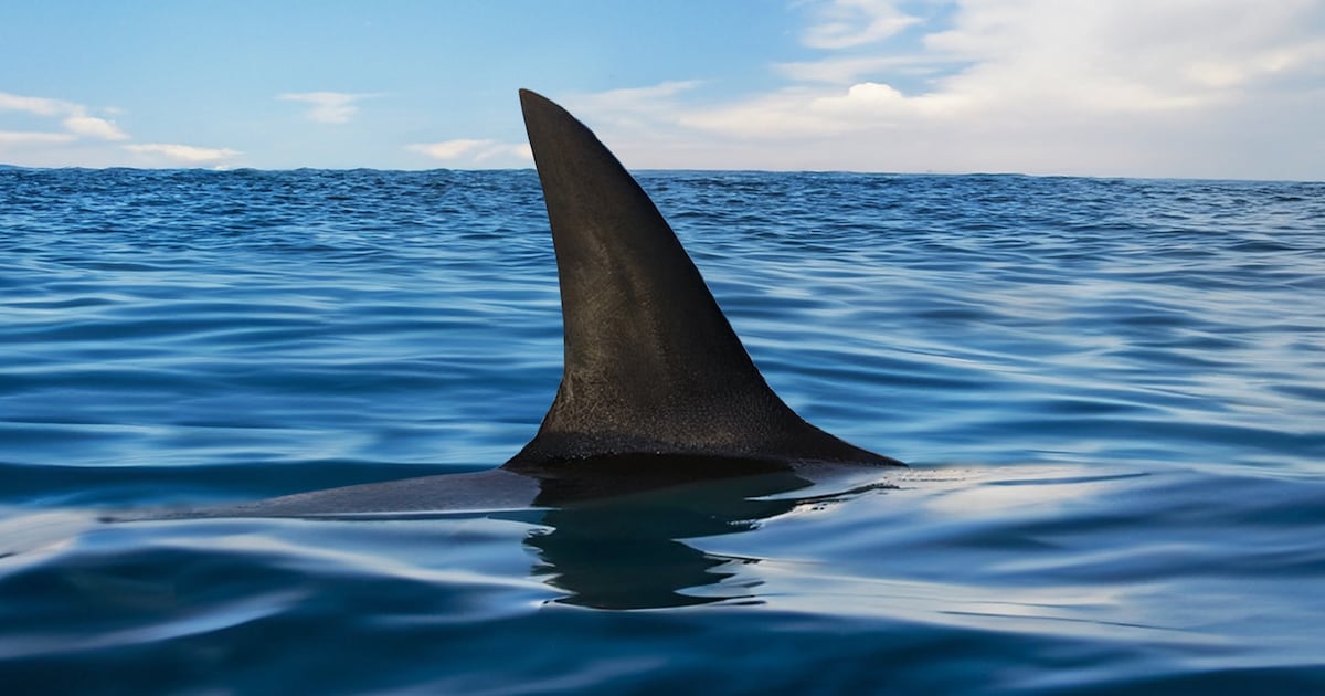 U.S. Navy Worker Fighting for Life After Shark Attack