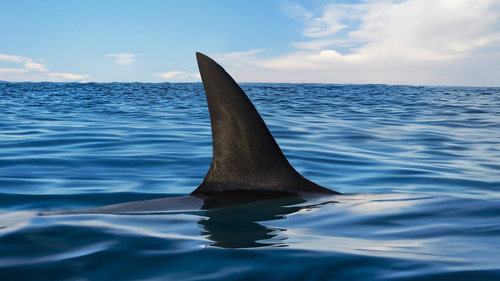 Shark fin