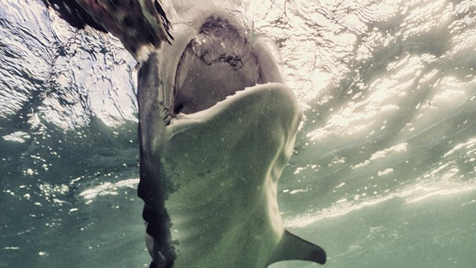 articles/2015/07/25/the-man-who-takes-selfies-with-sharks/150724-joiner-mann-tease_rwwqho