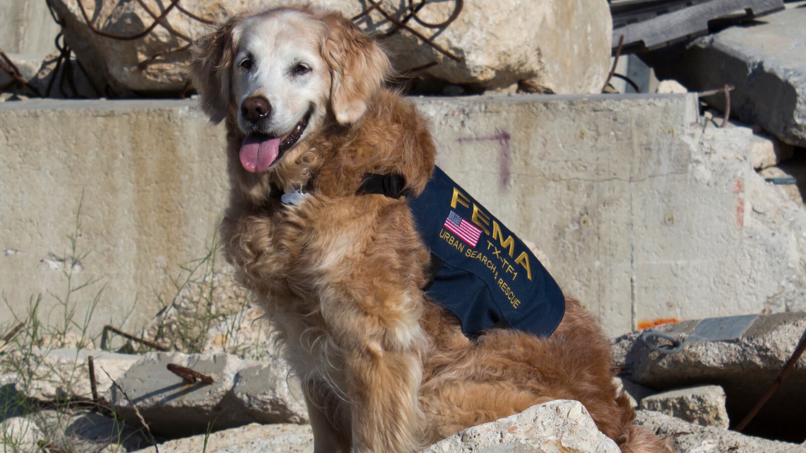 articles/2016/06/07/last-living-9-11-rescue-dog-given-funeral-fit-for-a-hero/160607-slattery-911-dog-tease_qviy8p