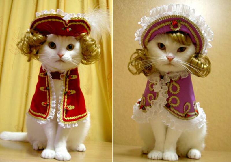 galleries/2010/10/28/cats-in-costume/cats-in-costume---ladies_rsq2zq