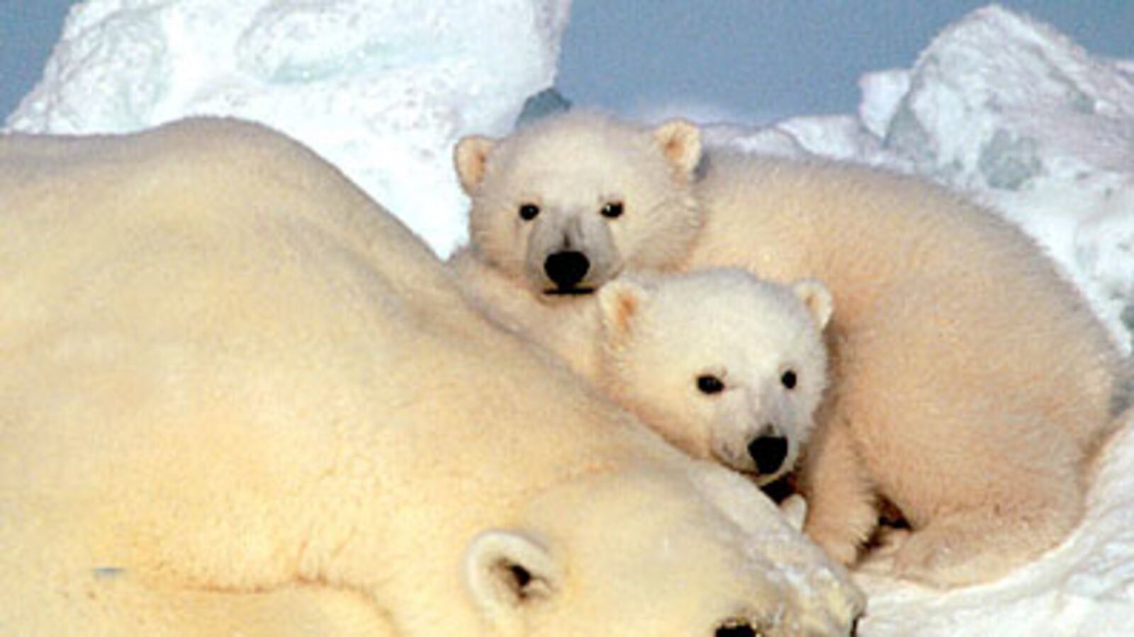 cheats/2008/12/12/bush-attacks-protected-species/polar-bear_r1nlmv