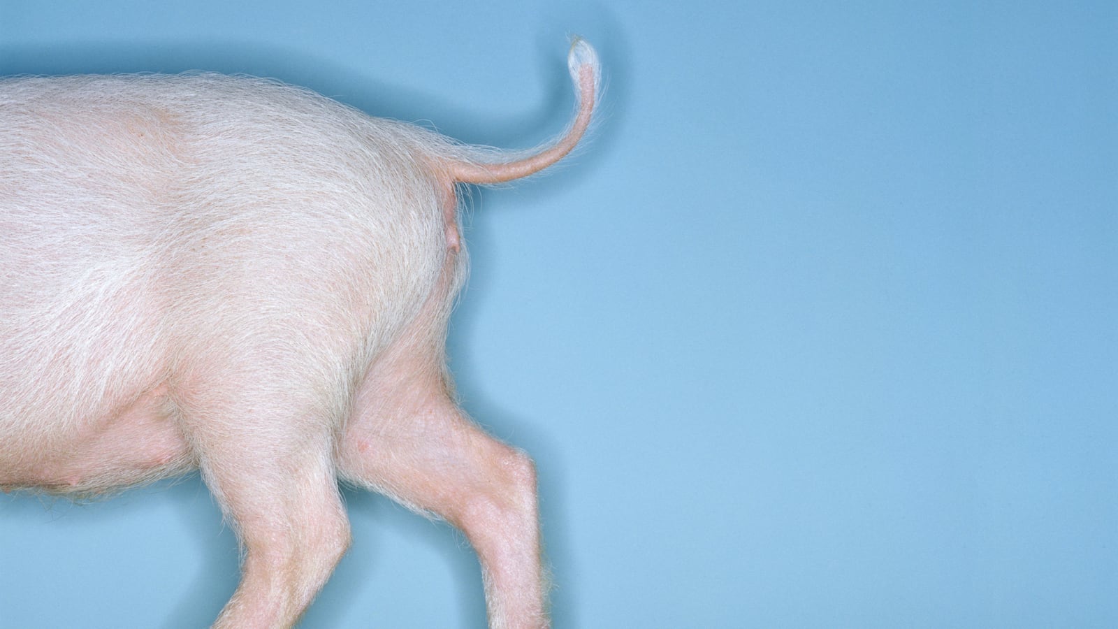 articles/2014/08/20/aporkalypse-now-pig-killing-virus-could-mean-the-end-of-bacon/140819-arnold-bacon-tease_hcqzmd