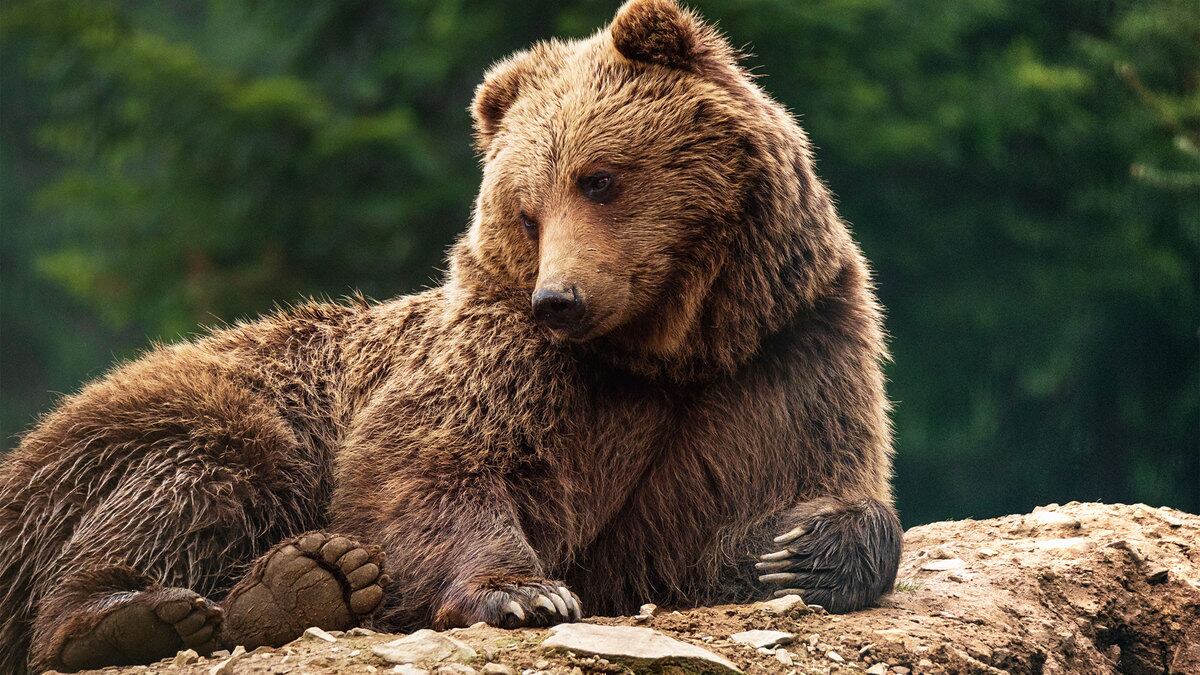 200616-Clift-Trump-Bears-tease_bebnjr