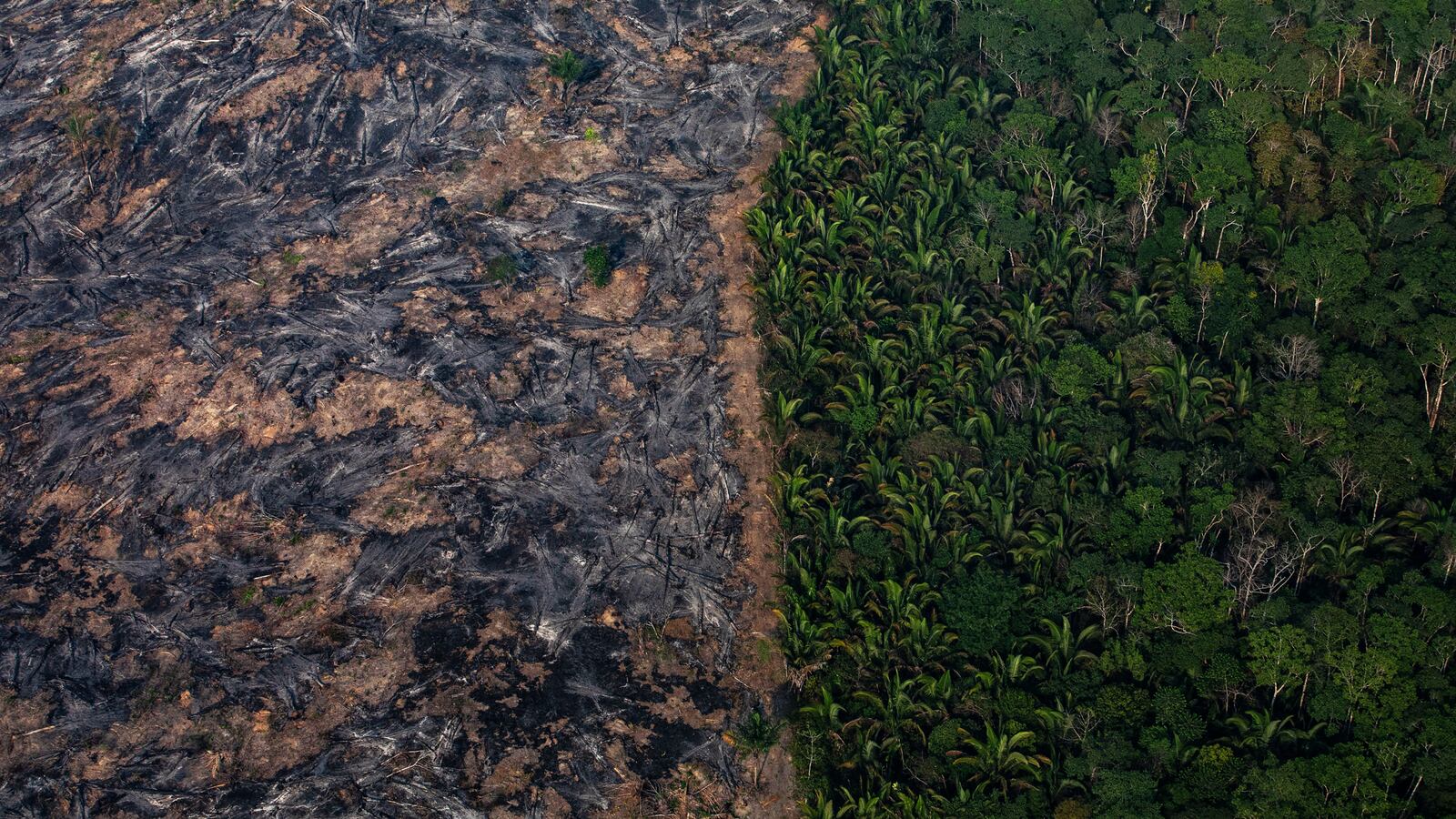 190826-The-Conversation-Amazon-fires-tease_nzqwsy