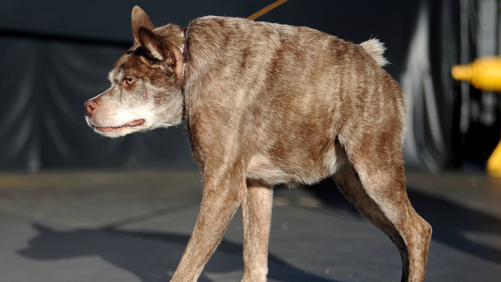 cheats/2015/06/27/quasi-modo-crowned-world-s-ugliest-dog/150627-ugliest-dog-cheat_mnphmt