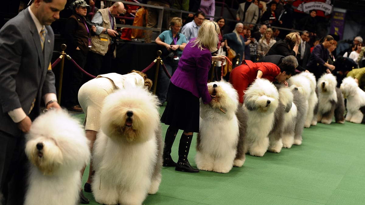 galleries/2012/02/13/the-most-winning-dog-breeds-at-westminster-from-dalmation-to-terrier-photos/most-winning-dog-breed-westminster-show-tease_scvmum