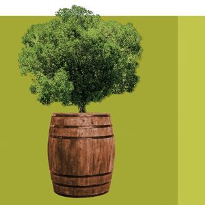 200229-Rothbaum-Scotch-Barrel-Oak-tease_ciyldz