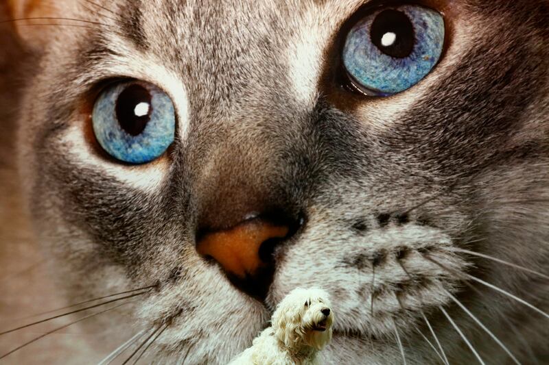 galleries/2013/12/26/the-best-beasts-of-2013-photos/beast-beast-cat-dog_h3evnw