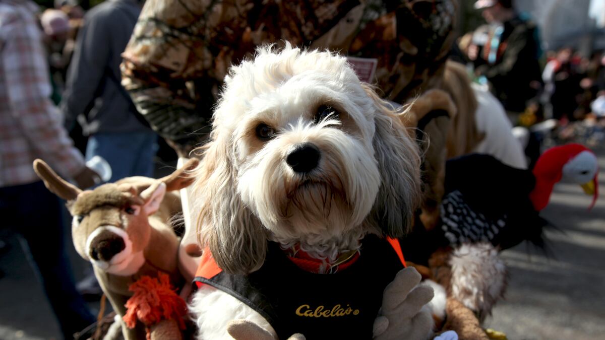 articles/2012/06/02/do-we-owe-our-existence-to-the-dog/mardi-gras-dog-parades-solomon-09_uhrtrz