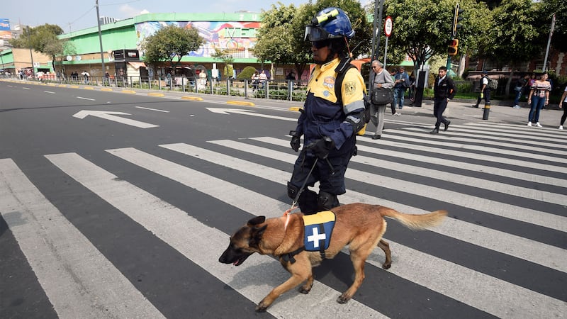 170925-Rescue-dogs-mexico-gal-09_iqj1j8