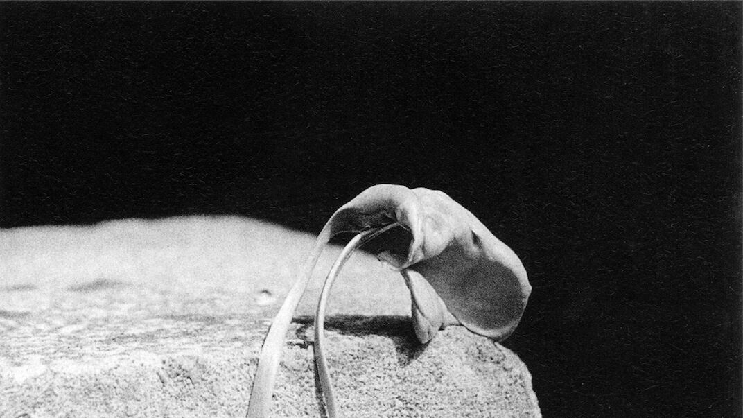 articles/2013/10/31/alina-szapocznikow-gum-photos-at-andrea-rosen-are-the-daily-pic-by-blake-gopnik/gum-daily-pic_pv0ovq