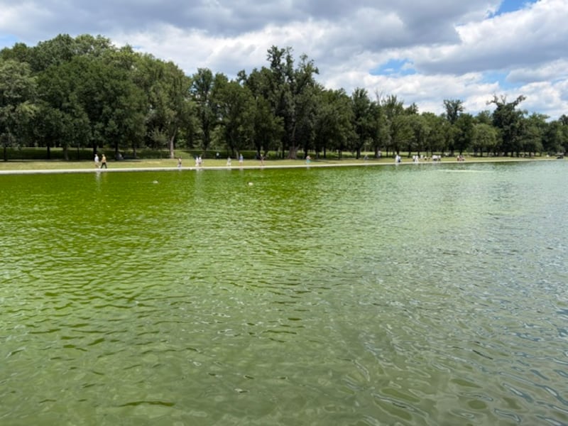 The Reflecting Pool at the Lincoln Memorial turned a bright shade of green as crews struggled to remove algae after it was recently renovated.