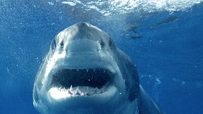 cheats/2009/06/17/dealers-stuff-sharks-with-cocaine/shark_zhe0ah