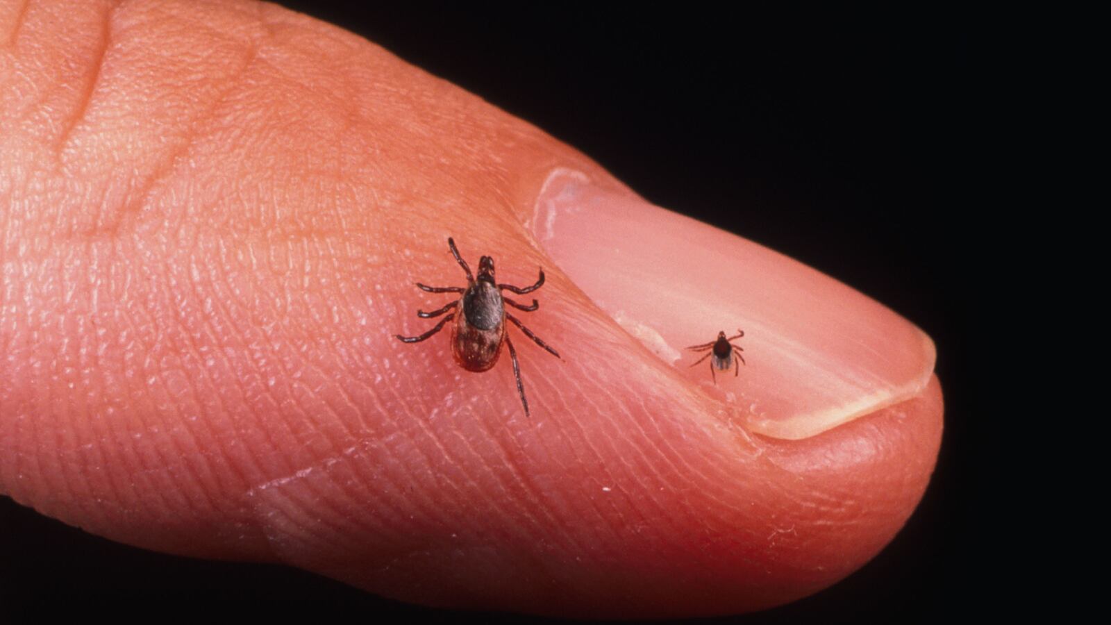 GettyImages-51093187_grf1j7