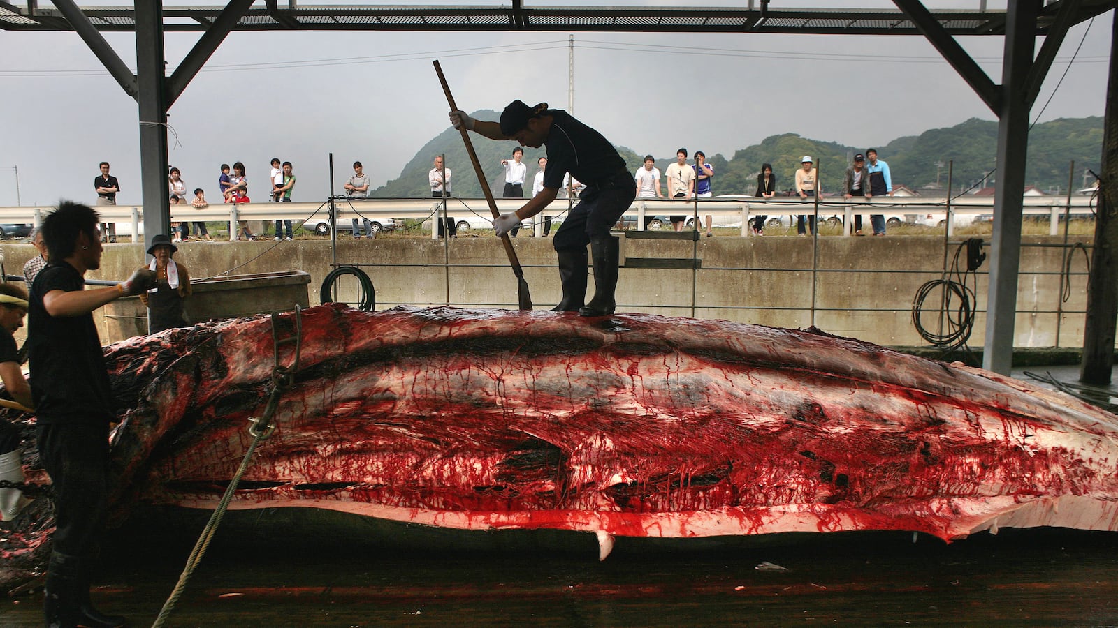 articles/2013/02/05/i-ll-have-the-whale-please-japan-s-unsustainable-whale-hunts/130103-japan-whaling-tease_mm1bqc