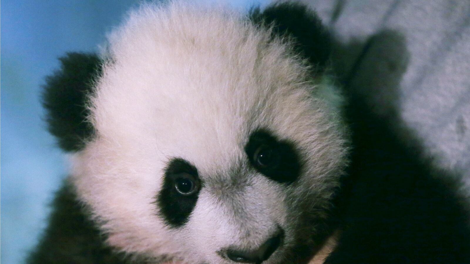 cheats/2016/01/16/panda-cub-bei-bei-makes-public-debut/160116-panda-cub-debut-cheat_nbqige