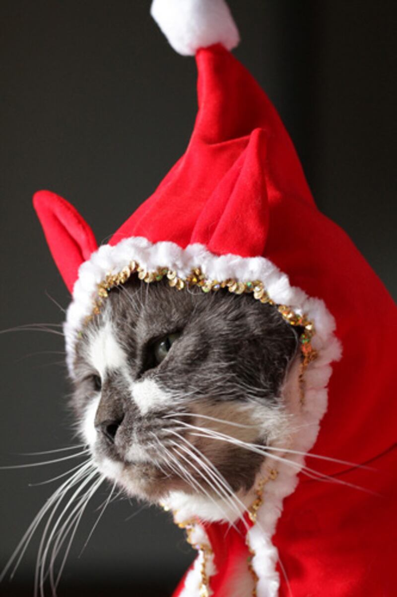 galleries/2011/12/23/christmas-cats-photos/christmas-cat-photos-9_zsipwh