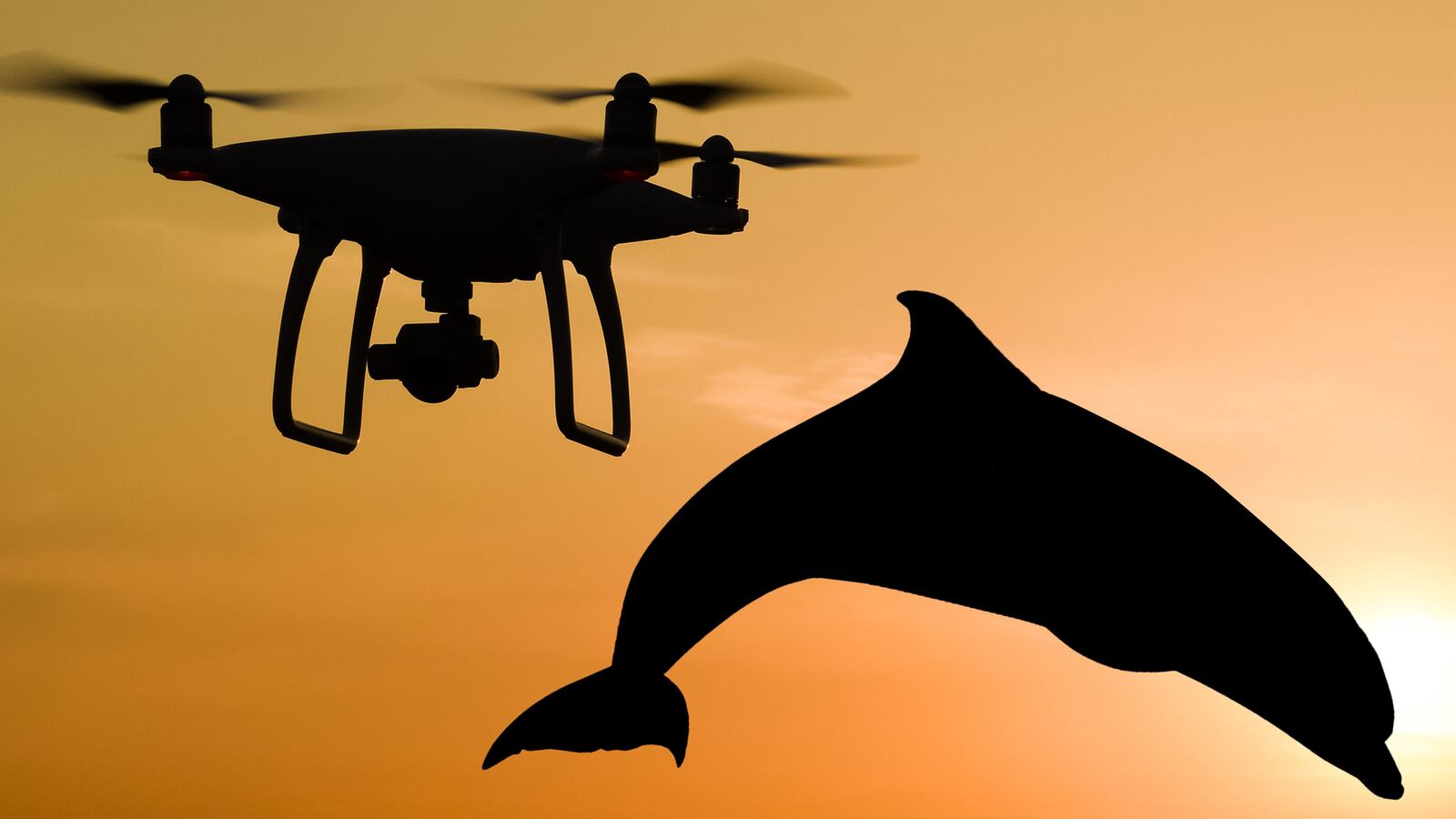 200703-drones-dolphins-tease_lfburd