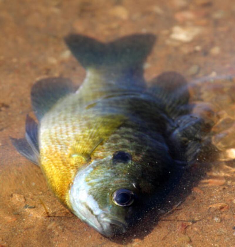 galleries/2011/01/03/animal-mysteries/animal-mysteries---fish-ashore_ygnry0