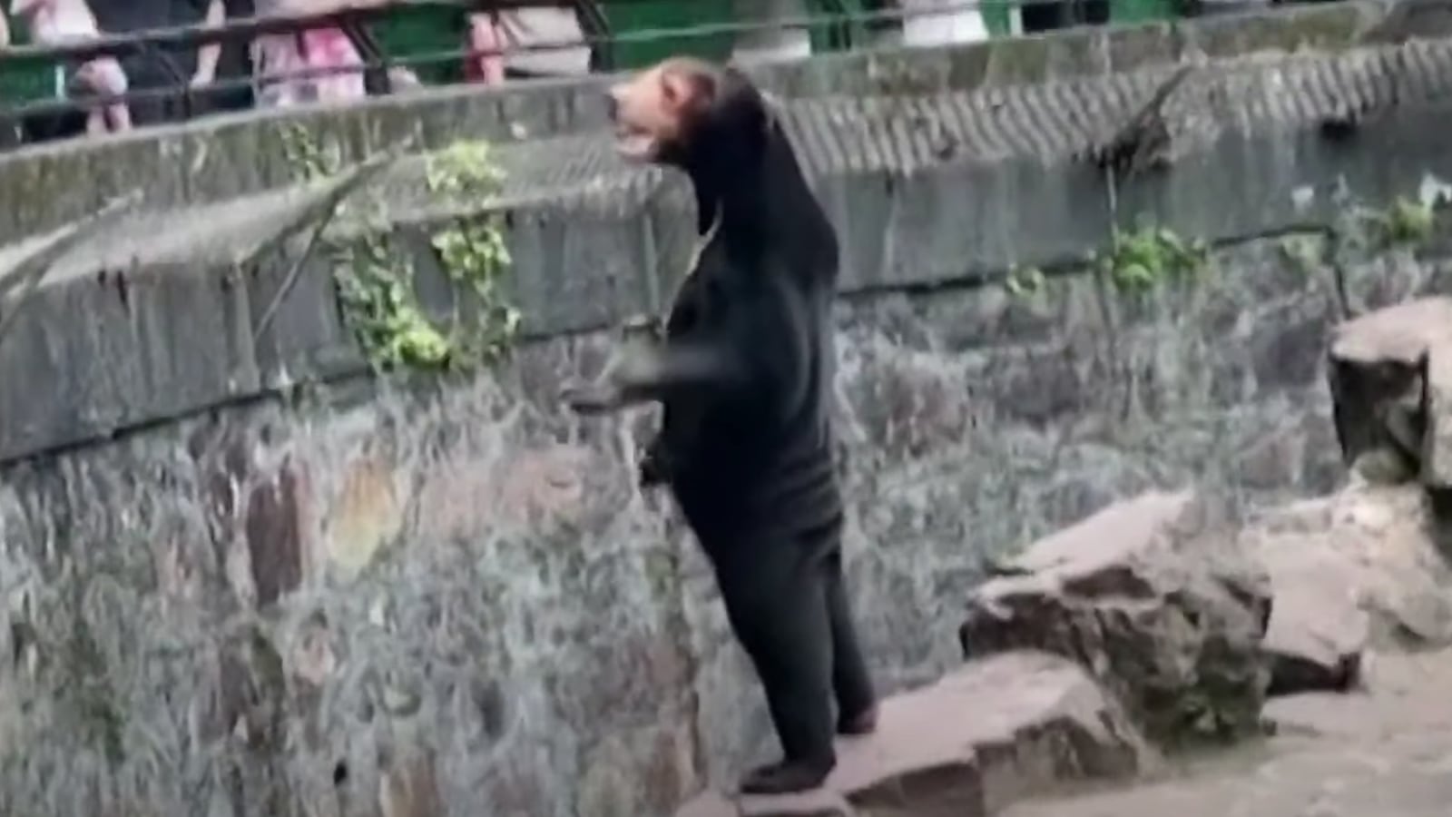 Angela, a Malayan sun bear, standing on two legs at Hangzhou Zoo in China.